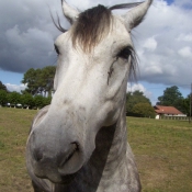 Photo de Poney franais de selle