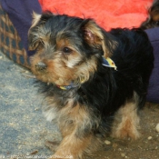 Photo de Yorkshire terrier