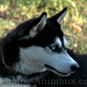 Photo de Husky siberien