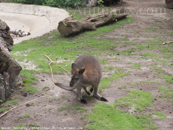 Photo de Wallaby