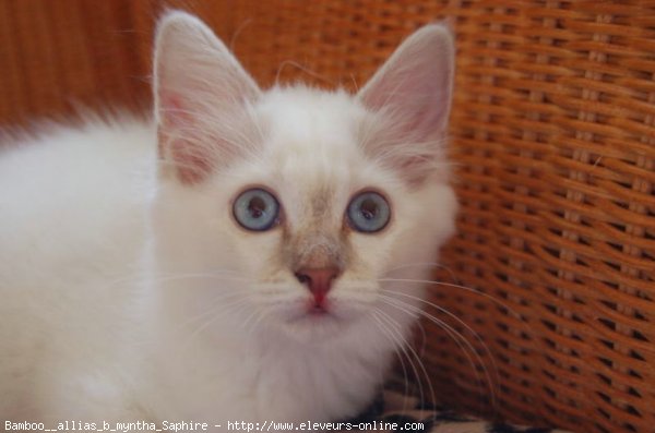 Photo de Sacr de birmanie