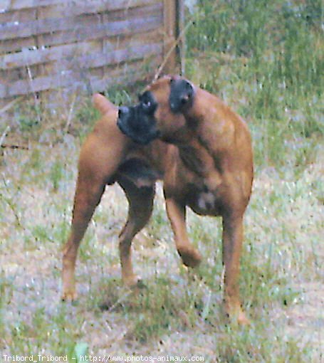 Photo de Boxer