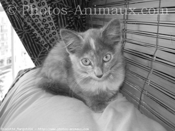 Photo de Maine coon