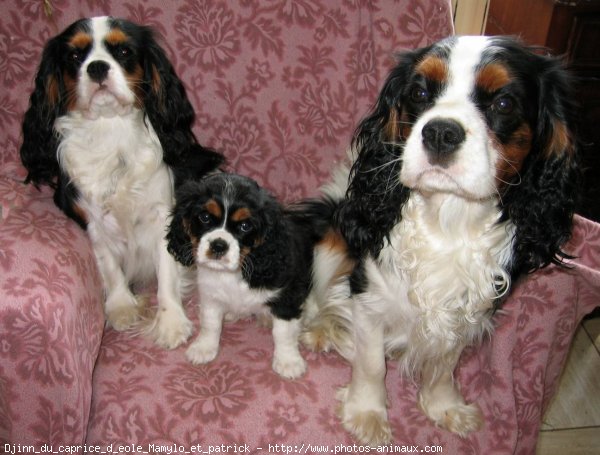 Photo de Cavalier king charles spaniel