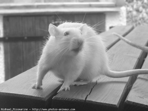 Photo de Rat