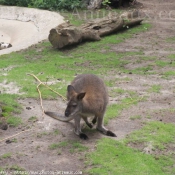 Photo de Wallaby