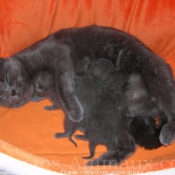 Photo de Chartreux