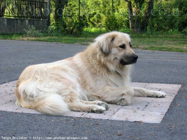 Photo de Chien de berger yougoslave de charplanina