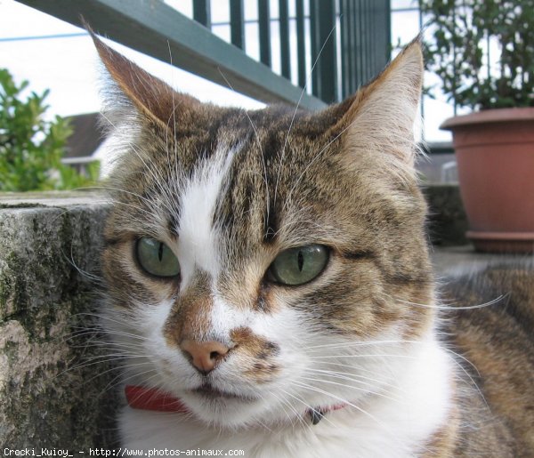 Photo de Chat domestique