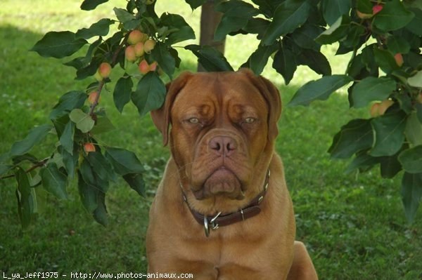 Photo de Dogue de bordeaux