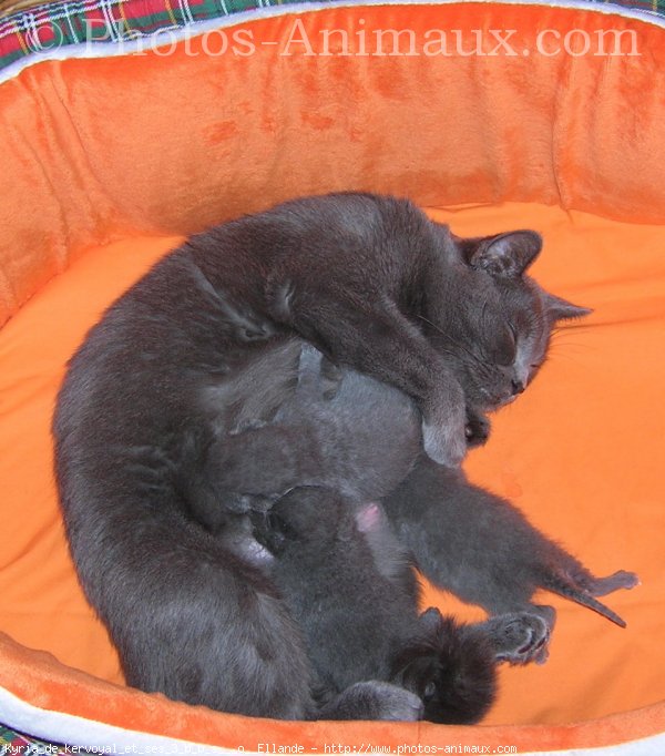 Photo de Chartreux