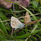 Photo de Papillon