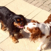 Photo de Cavalier king charles spaniel