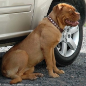 Photo de Dogue de bordeaux