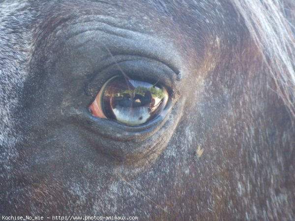 Photo d'Appaloosa