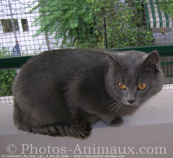 Photo de Chartreux