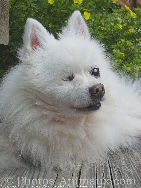 Photo de Spitz moyen