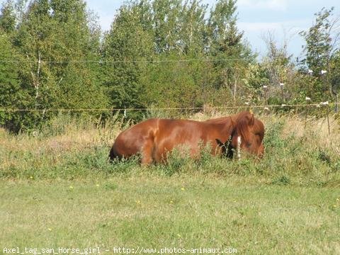 Photo de Quarter horse