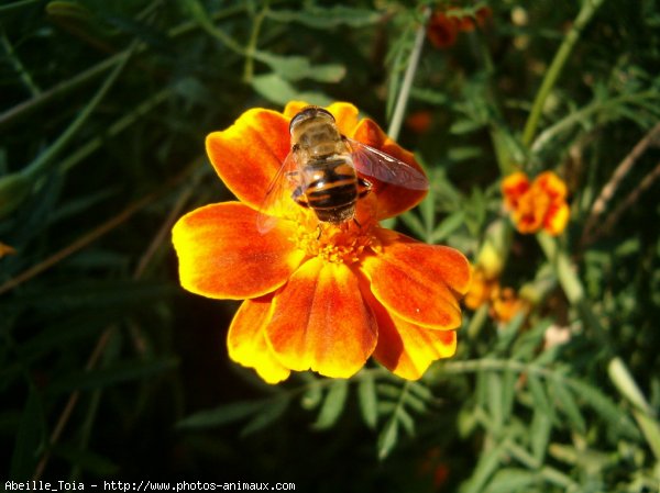 Photo d'Abeille