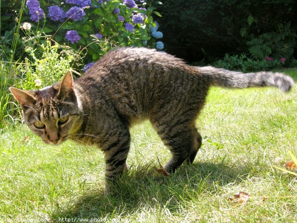 Photo de Chat domestique