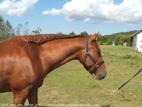 Photo de Quarter horse