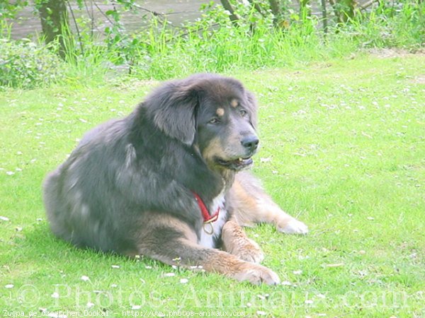 Photo de Dogue du tibet