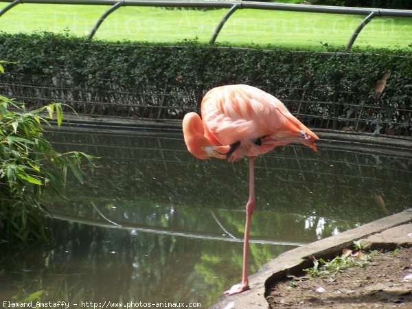 Photo de Flamand rose