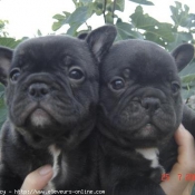 Photo de Bouledogue franais