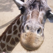 Photo de Girafe