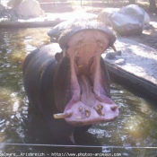 Photo de Hippopotame