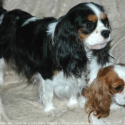 Photo de Cavalier king charles spaniel