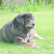 Photo de Dogue du tibet