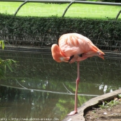 Photo de Flamand rose