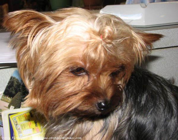 Photo de Yorkshire terrier