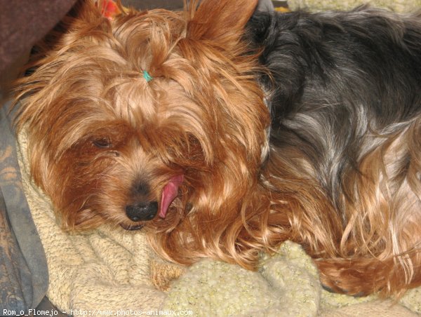 Photo de Yorkshire terrier