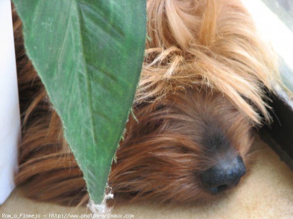 Photo de Yorkshire terrier