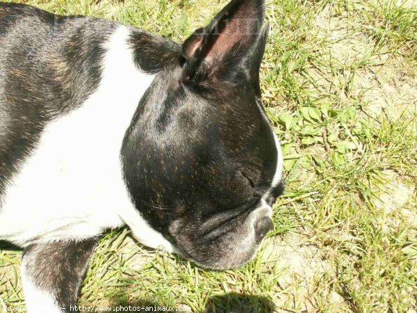 Photo de Boston terrier