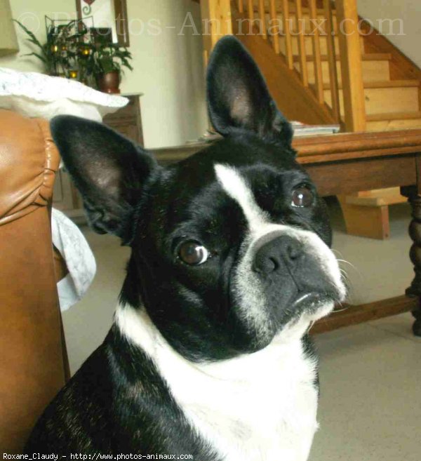 Photo de Boston terrier