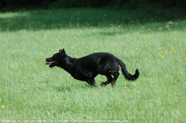 Photo de Berger de beauce