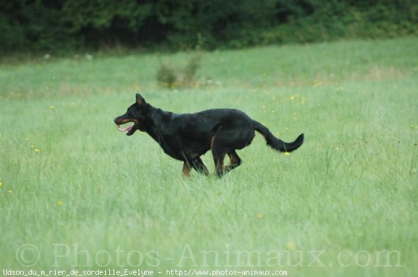 Photo de Berger de beauce