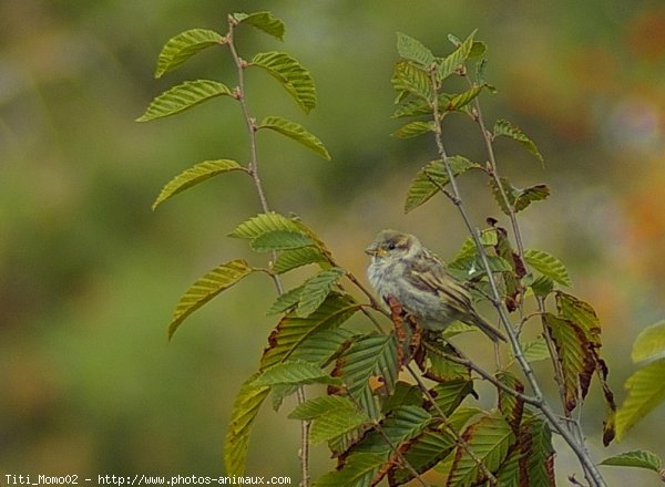 Photo de Moineau