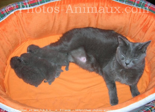 Photo de Chartreux