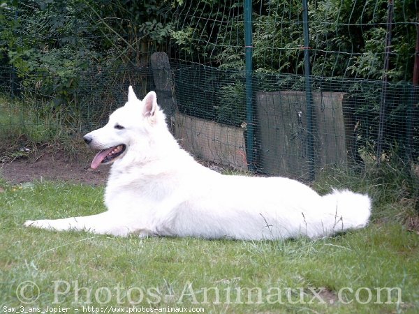 Photo de Berger blanc suisse