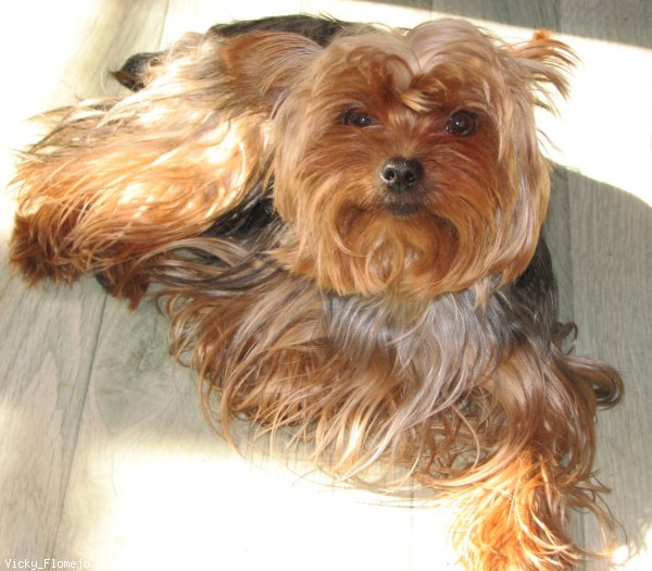 Photo de Yorkshire terrier