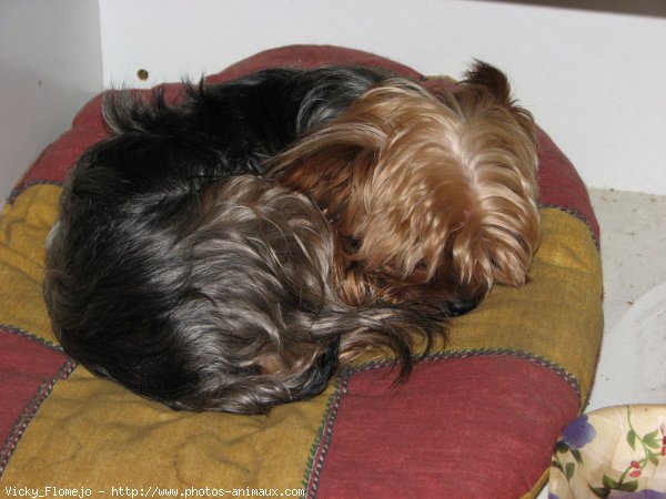 Photo de Yorkshire terrier