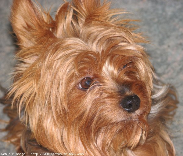 Photo de Yorkshire terrier