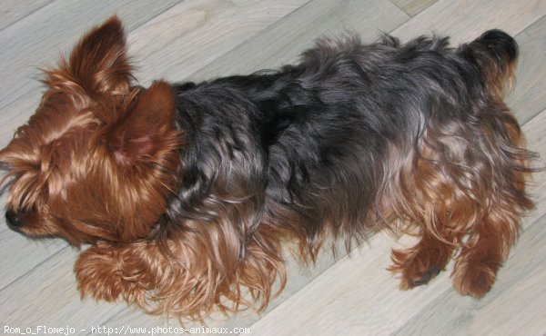 Photo de Yorkshire terrier