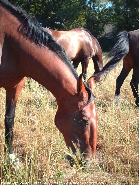 Photo de Trotteur franais