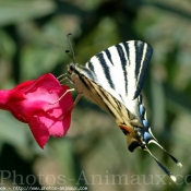 Photo de Papillon