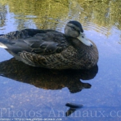 Photo de Canard